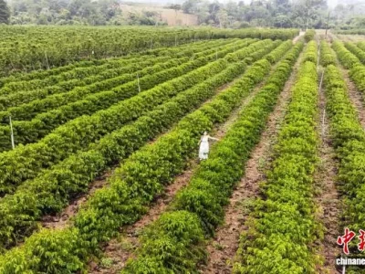 巴西推7条咖啡主题游 带你去庄园体验从豆到杯