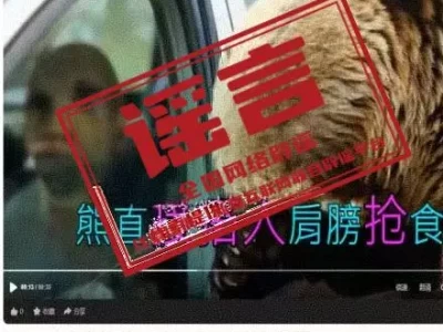 喀纳斯棕熊索食是假的，AI编造谣言别信