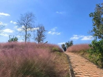 长三角赏秋正当时：寒潮催化枫红杏黄，本周末迎最佳观赏期