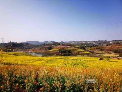 自贡青龙湖油菜花海盛放，提前十天，美景超震撼