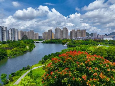桂林秋色由栾树拉开序幕，绚丽多彩引市民游客驻足欣赏