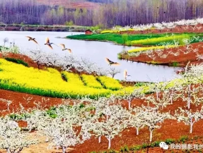 陕南油菜花美如画，媲美婺源罗平，错过汉中赏花地算白活