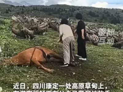 四名游客驱赶兀鹫护死马，干扰高原生态遭批