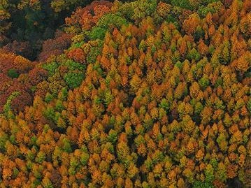 光雾山秋色正浓：赏红叶、观彩林，探秘米仓古道千年回响