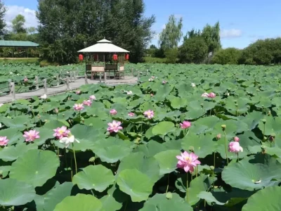 夏去秋来冰城旅游热度高，长岭湖成生态休闲新宠