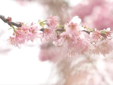 三月春回大地，湖北武汉早樱盛放引市民游客踏春赏樱