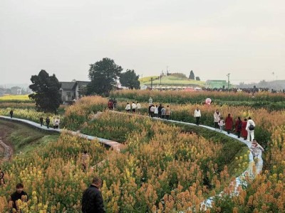 2026龙万乡五彩油菜花火锅季开幕，多彩花田等你来赏