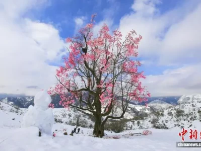 四川石棉县惊现春日雪景赏花图，游客摄影爱好者纷纷打卡