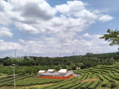 廉江鳄鱼公园半日闲游：享山野清趣，品人间烟火