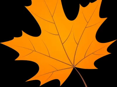 秋冬水杉观赏指南：青西郊野公园与塘下公路，哪个更值得打卡？