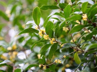 秋意浓时赏桂正当时，新村乡桂花科普公园花香四溢