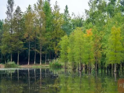 深秋时节成都市区彩林上线，白鹭湾水杉林成亮丽风景