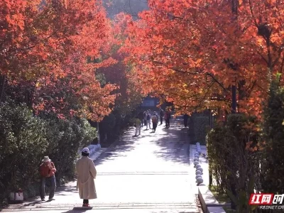 冬日暖阳下的彩叶盛宴！湖南省植物园150余种彩叶植物进入最佳观赏期，快来打卡吧