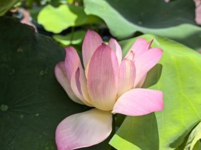 刚刚出梅的上海迎来赏荷好时节，第十二届上海荷花睡莲展即将开幕