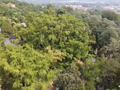 国庆假期莒县浮来山风景区活动精彩纷呈，游客喜爱不已