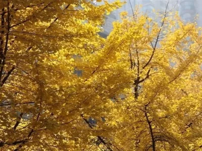 寒潮下贵阳12月文旅超燃！演出多元，跨年夜活动嗨翻全城