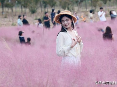 国庆黄金周邂逅秋阳温柔，临沂河湾公园粉黛绘浪漫画卷