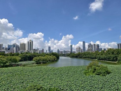 深圳洪湖公园百亩荷花开啦！2025荷花赏及荷美生活月来袭