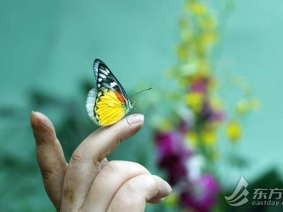 上海动物园蝴蝶展：本土蝴蝶+美洲昆虫标本，10月假期遛娃首选