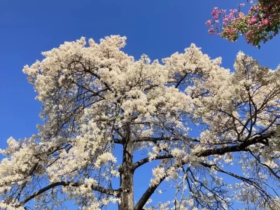 广州华师白花异木棉成顶流！想去看这片岭南稀有的雪景怎么预约？