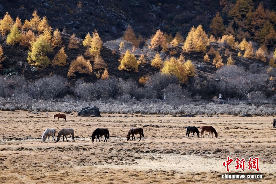 稻城亚丁旅游价格