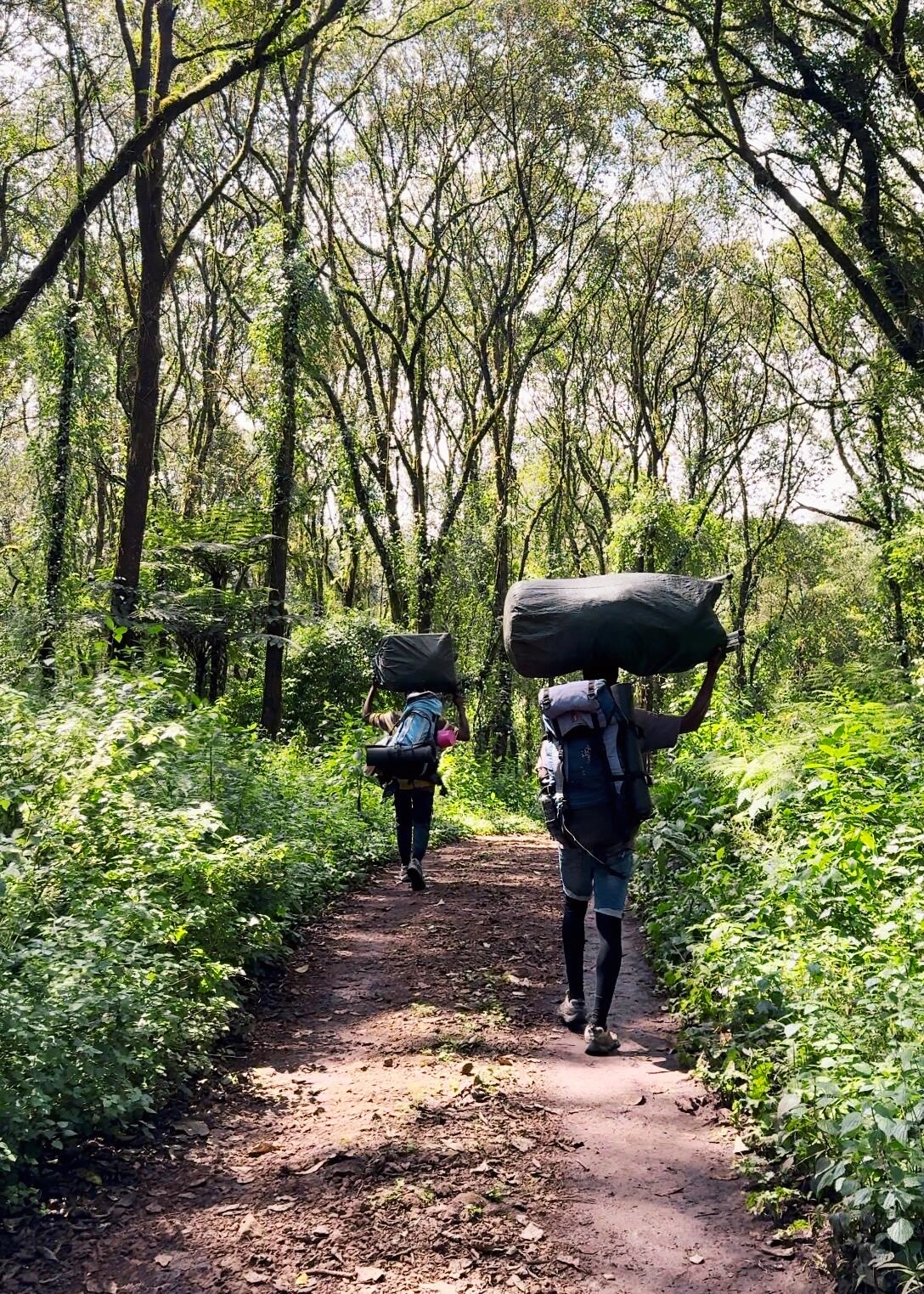 乞力马扎罗山 旅游
