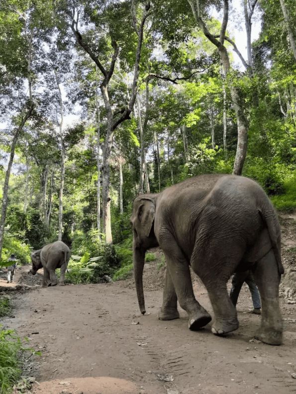 西双版纳旅行多少钱