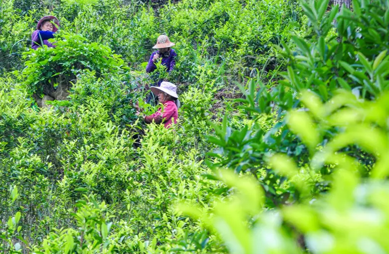 深圳南澳镇旅游攻略