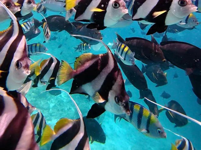 马尔代夫旅游签证价格